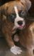 Boxer Puppies for sale in Coal Creek, CO 81221, USA. price: NA