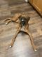 Boxer Puppies for sale in Fresno, CA, USA. price: NA