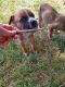 Boxer Puppies for sale in Eastlake, OH, USA. price: NA