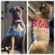Boxer Puppies for sale in Millville, NJ 08332, USA. price: $700