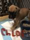 Boxer Puppies for sale in New London, CT, USA. price: $800