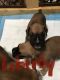 Boxer Puppies for sale in New London, CT, USA. price: NA