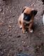 Boxer Puppies for sale in Gadsden, AL, USA. price: NA