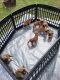 Boxer Puppies for sale in 113 E Grant St, Piqua, OH 45356, USA. price: $750