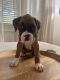 Boxer Puppies for sale in Bowling Green, KY, USA. price: NA