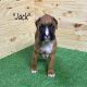 Boxer Puppies for sale in Randleman, NC 27317, USA. price: $1,200