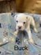 Boxer Puppies for sale in Wauseon, OH 43567, USA. price: NA