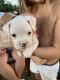 Boxer Puppies for sale in Stanley, VA 22851, USA. price: $800