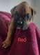 Boxer Puppies for sale in Auburndale, FL, USA. price: $1,300
