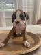 Boxer Puppies for sale in Bowling Green, KY, USA. price: $700