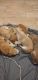 Boxer Puppies for sale in San Antonio, TX 78218, USA. price: NA