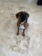 Boxer Puppies for sale in Plantation, FL, USA. price: $1,000