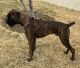 Boxer Puppies for sale in Frisco, TX, USA. price: NA