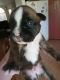 Boxer Puppies for sale in 2900 E Sandgate Ave, Nampa, ID 83686, USA. price: $800