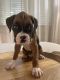 Boxer Puppies for sale in Bowling Green, KY, USA. price: NA