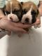 Boxer Puppies for sale in Baltimore, MD, USA. price: $1,500