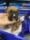 Boxer Puppies for sale in Chino, CA, USA. price: $1,200