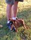 Boxer Puppies for sale in Cleveland, TN 37323, USA. price: NA
