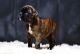 Boxer Puppies for sale in New York, NY, USA. price: $400