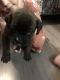 Boxer Puppies for sale in Magnolia, KY 42757, USA. price: $500