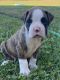 Boxer Puppies for sale in Danbury, NH 03230, USA. price: $1,300