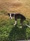 Boxer Puppies for sale in Moreno Valley, CA, USA. price: $450