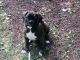 Boxer Puppies for sale in 763 US-14, Oregon, WI 53575, USA. price: NA