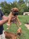 Boxer Puppies for sale in Kingston, TN 37763, USA. price: NA