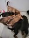 Boxer Puppies for sale in Palmdale, CA, USA. price: NA