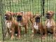 Boxer Puppies for sale in Raleigh, NC, USA. price: $1,100