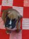 Boxer Puppies for sale in Beresford, SD 57004, USA. price: $1,000