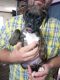 Boxer Puppies for sale in Morriston, FL 32668, USA. price: $500