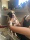 Boxer Puppies for sale in Chino, CA, USA. price: $800
