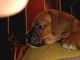 Boxer Puppies for sale in Donop Rd, San Antonio, TX, USA. price: NA