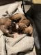 Boxer Puppies for sale in Barkhamsted, CT, USA. price: $250,000