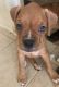 Boxer Puppies for sale in Hesperia Rd, Victorville, CA, USA. price: $400