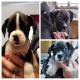 Boxer Puppies for sale in Lead, SD, USA. price: $800