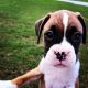 Boxer Puppies for sale in Loganville, GA 30052, USA. price: NA