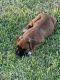 Boxer Puppies for sale in Porterville, CA 93257, USA. price: $450