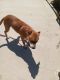 Boxer Puppies for sale in Irvine, CA 92606, USA. price: NA