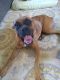 Boxer Puppies for sale in Deming, NM 88030, USA. price: $1,500