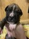 Boxer Puppies for sale in Bluefield, WV 24701, USA. price: NA