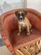 Boxer Puppies for sale in Las Vegas, NV, USA. price: $1,250