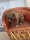 Boxer Puppies for sale in Las Vegas, NV, USA. price: $1,250