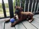 Boxer Puppies for sale in Ashland, KY, USA. price: $850