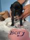 Boxer Puppies for sale in 56th St, Michigan, USA. price: NA