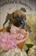 Boxer Puppies for sale in Canterbury, CT 06331, USA. price: $2,999