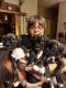 Boxer Puppies for sale in Seale, AL 36875, USA. price: $400