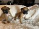 Boxer Puppies for sale in Ontario, CA 91761, USA. price: $500