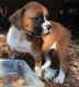 Boxer Puppies for sale in Ariton, AL 36311, USA. price: NA